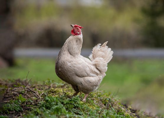 Memilih Pompa Tenaga Surya untuk Kandang Ayam Hemat Energi