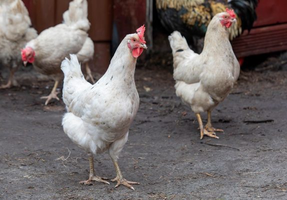 Memilih Pompa Tenaga Surya bagi Kandang Ayam Efisien
