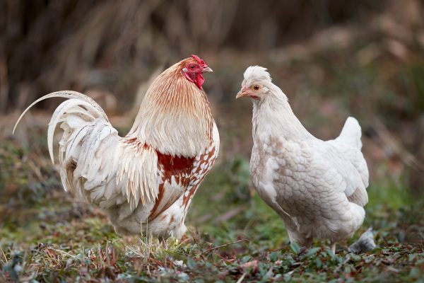 Memilih Pompa Tenaga Surya untuk Ayam Berkelanjutan