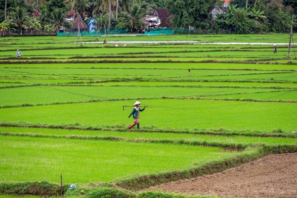 Energi Surya untuk Pertanian Hortikultura Terpadu