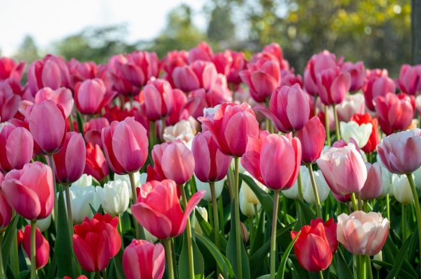Energi Surya untuk Pertanian Tulip di Rumah Kaca Modern