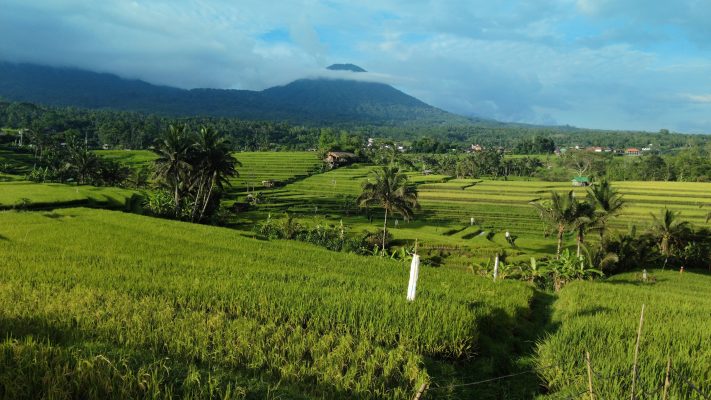 Memilih Pompa Tenaga Surya Sesuai Kebutuhan Tanaman