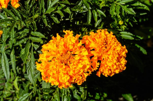 Memilih Pompa Tenaga Surya untuk Pada Marigold Modern