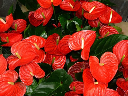 Integrasi Pompa Tenaga Surya untuk Irigasi Tetes Anthurium