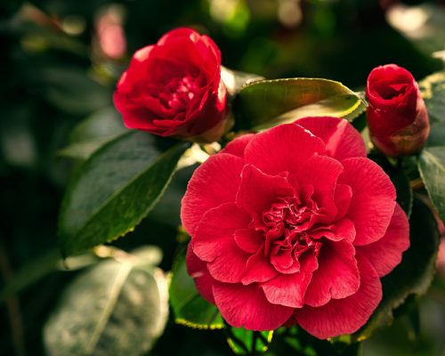 Memilih Pompa Tenaga Surya untuk Kebutuhan Air Kebun Camelia