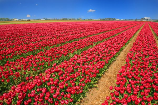 Memilih Pompa Tenaga Surya Lorentz yang Awet untuk Tulip