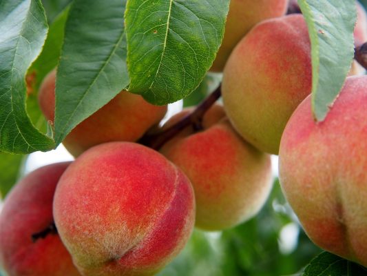 Memilih Pompa Tenaga Surya untuk Perkebunan Buah yang Luas