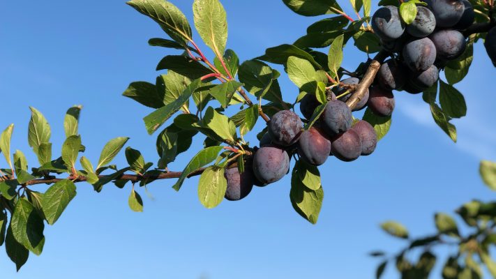 Memilih Pompa Tenaga Surya untuk Plum di Lahan Kering