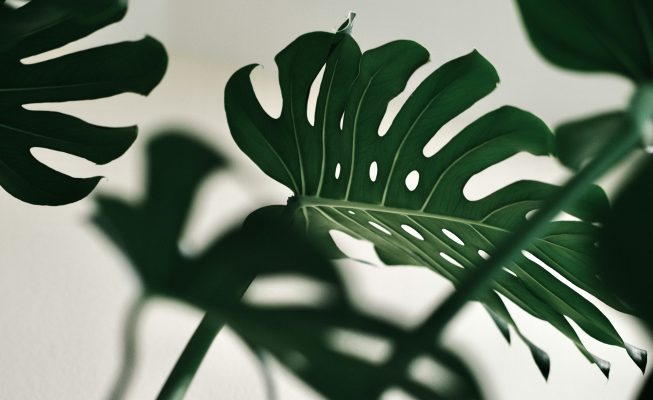 Memilih Pompa Tenaga Surya untuk Monstera Berbasis IoT