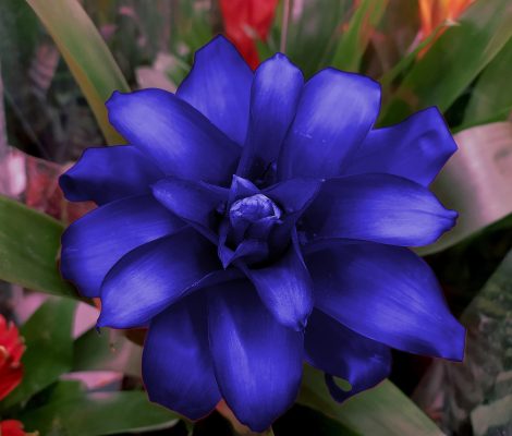 Memilih Pompa Tenaga Surya untuk Efisiensi Air Bromelia