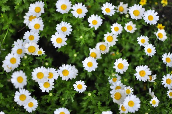 Memilih Pompa Tenaga Surya untuk Daisy Secara Berkelanjutan