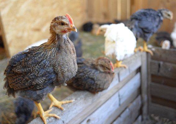 Memilih Pompa Tenaga Surya untuk Air Ayam yang Higienis 