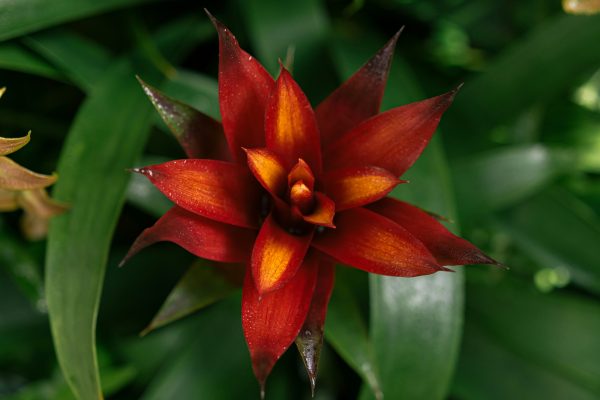 Memilih Pompa Tenaga Surya untuk Irigasi Bromelia