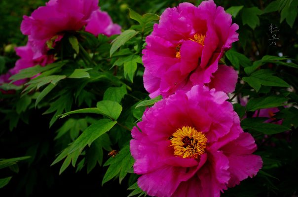 Memilih Pompa Tenaga Surya Cerdas untuk Kebun Peony