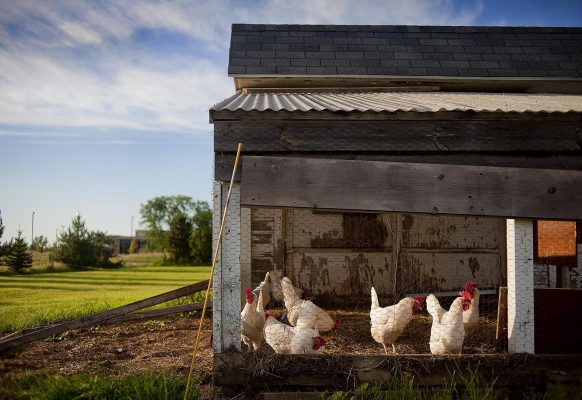 Memilih Pompa Tenaga Surya untuk Peternakan Ayam Skala Besar