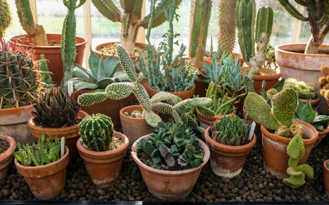 Memilih Pompa Tenaga Surya Lorentz untuk Greenhouse Hias