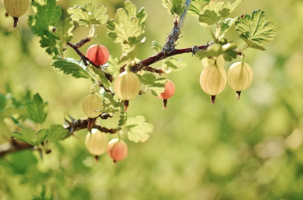 Memilih Pompa Tenaga Surya untuk Kebun Buah Cerdas