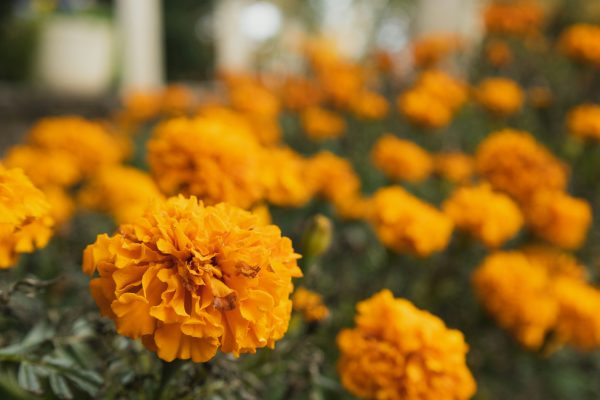 Memilih Pompa Tenaga Surya Marigold untuk Jangka Panjang