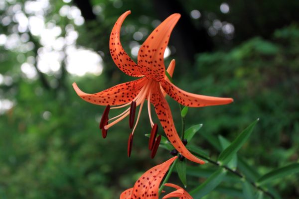 Memilih Pompa Tenaga Surya dengan Sensor untuk Lily