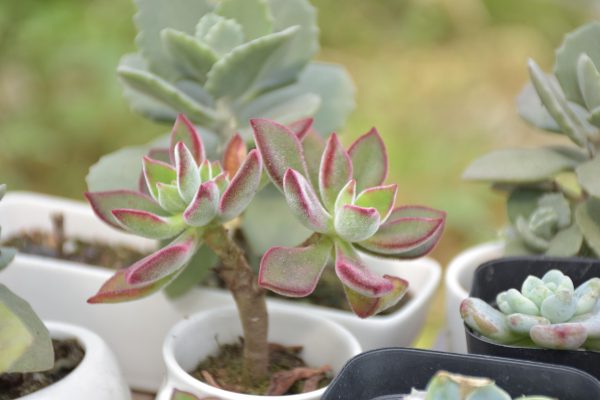 Memilih Pompa Tenaga Surya untuk Sukulen di Greenhouse