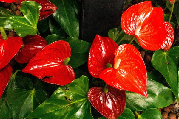 Memilih Pompa Tenaga Surya LORENTZ untuk Kebun Anthurium
