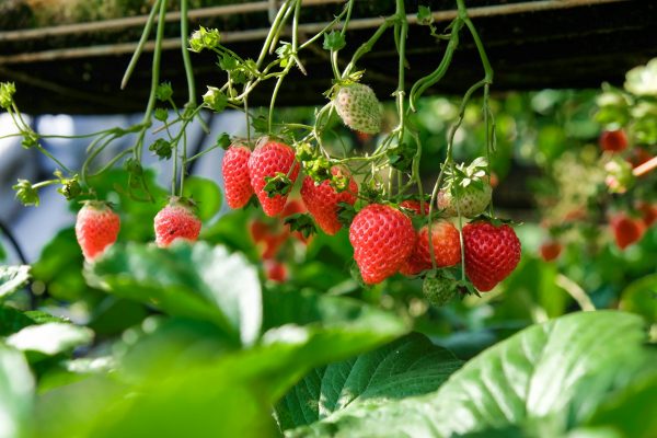 Energi Surya untuk Pertanian Strawberry dengan PLTS Greenhouse