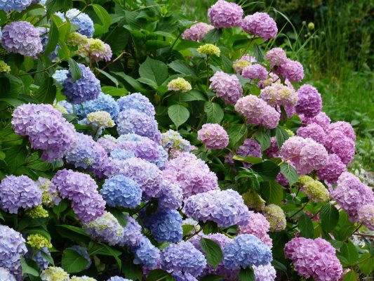 Memilih Pompa Tenaga Surya untuk Irigasi Hydrangea Hemat Air