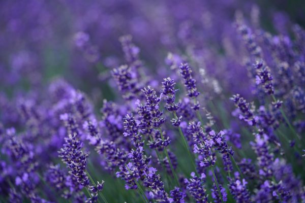 Memilih Pompa Tenaga Surya untuk Lavender Tanpa PLN