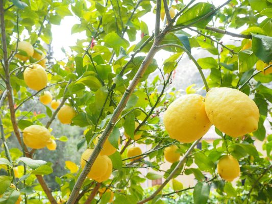 Energi Surya untuk Pertanian Lemon di Lahan Terpencil