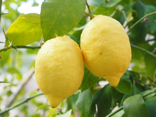 Energi Surya untuk Pertanian Lemon dengan Irigasi Tetes