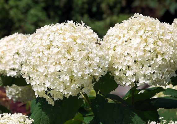 Memilih Pompa Tenaga Surya bagi Hydrangea dengan Sistem Efisien