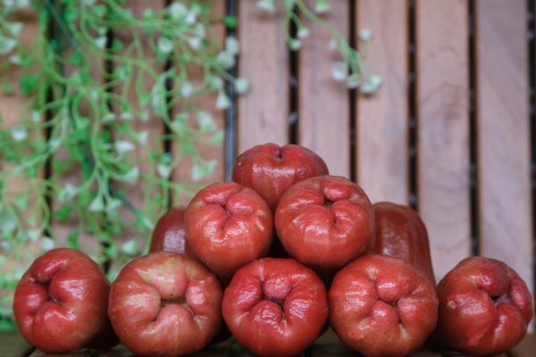 Memilih Pompa Tenaga Surya untuk Jambu Air