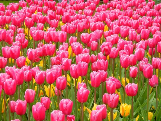 Memilih Pompa Tenaga Surya Lorentz untuk Bunga Tulip