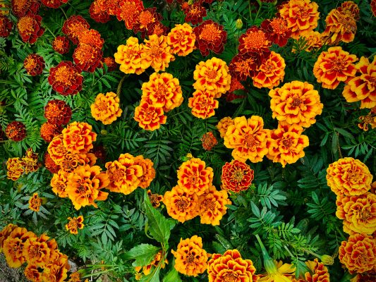 Memilih Pompa Tenaga Surya untuk Lahan Marigold Tanpa PLN