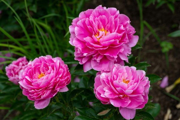 Memilih Pompa Tenaga Surya untuk Peony Musim Kemarau