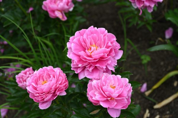 Memilih Pompa Tenaga Surya untuk Kebun Peony Bertingkat