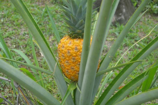 Energi Surya untuk Pertanian Nanas di Daerah Terpencil