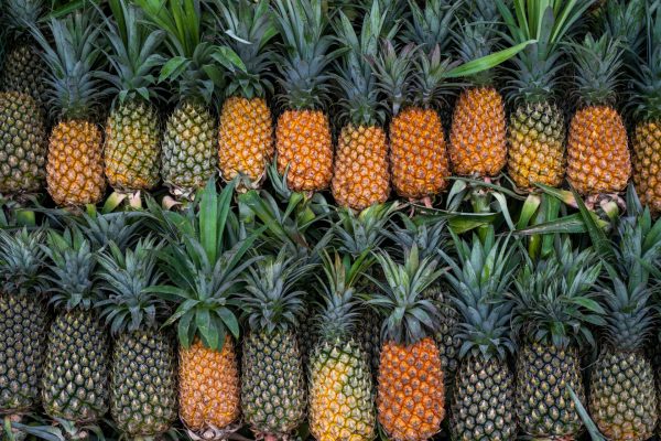 Energi Surya untuk Pertanian Nanas di Lahan Kering