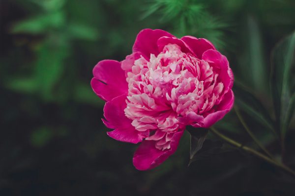 Memilih Pompa Tenaga Surya dengan Panel Surya Tepat untuk Peony