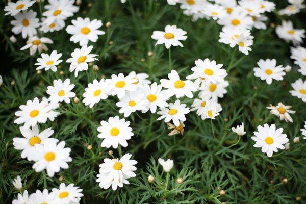 Memilih Pompa Tenaga Surya untuk Irigasi Daisy di Greenhouse 