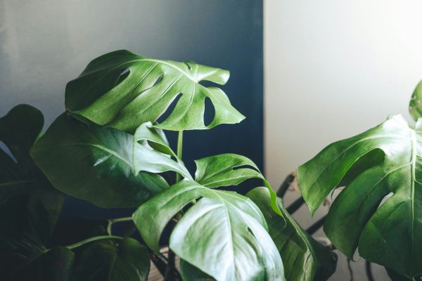 Memilih Pompa Tenaga Surya untuk Monstera dengan Sistem Filtrasi