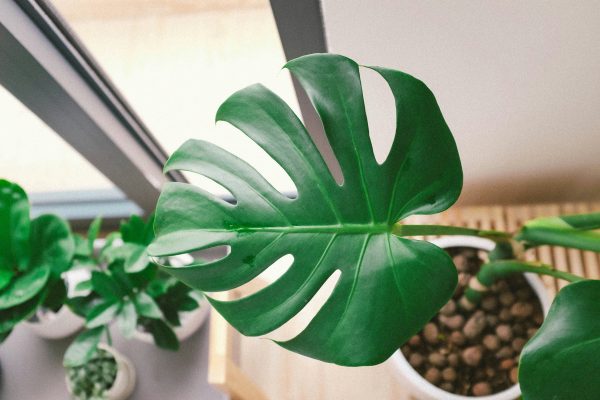 Memilih Pompa Tenaga Surya untuk Greenhouse Monstera yang Efisien