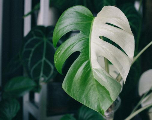 Memilih Pompa Tenaga Surya dengan Integrasi Tangki Air Greenhouse Pada Monstera