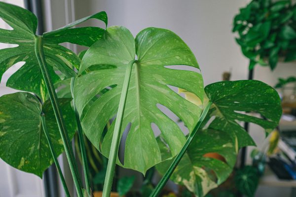 Memilih Pompa Tenaga Surya untuk Greenhouse Monstera Tanpa PLN