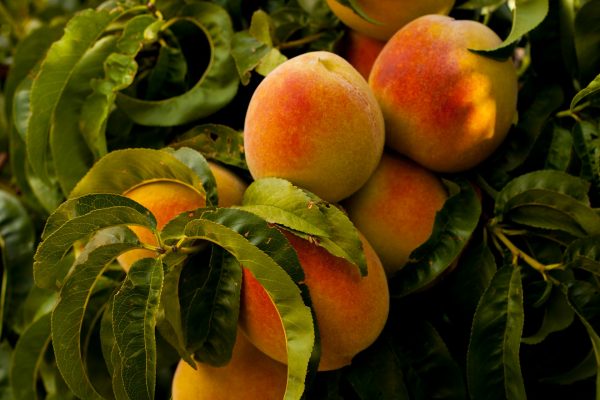Energi Surya untuk Pertanian Peach dengan Panel Optimal