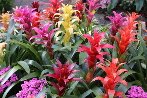 Memilih Pompa Tenaga Surya untuk Bromelia Berkelanjutan