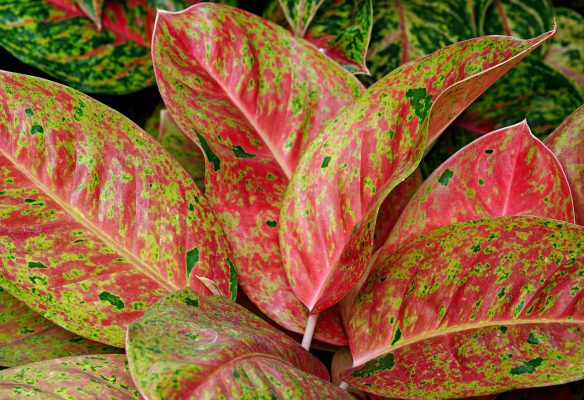 Memilih Pompa Tenaga Surya Berdasarkan Sensor Aglaonema