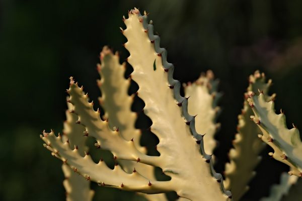 Memilih Pompa Tenaga Surya untuk Kaktus di Greenhouse