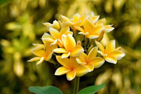 Memilih Pompa Tenaga Surya untuk Kamboja di Greenhouse