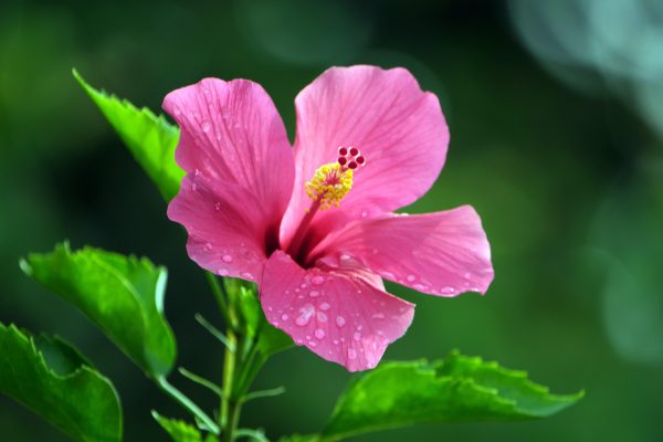 Memilih Pompa Tenaga Surya untuk Kebun Kembang Sepatu